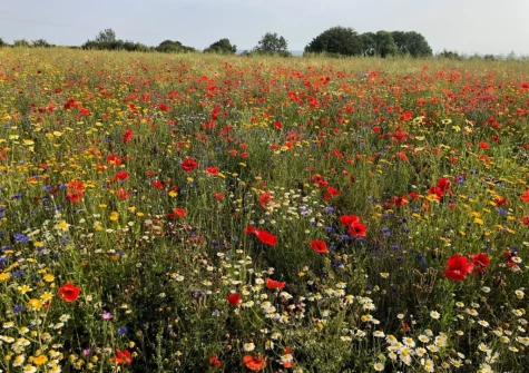 Enjoy walks through woodlands, apple orchards & wild flower meadows when you stay at The Piggery, High Bickington