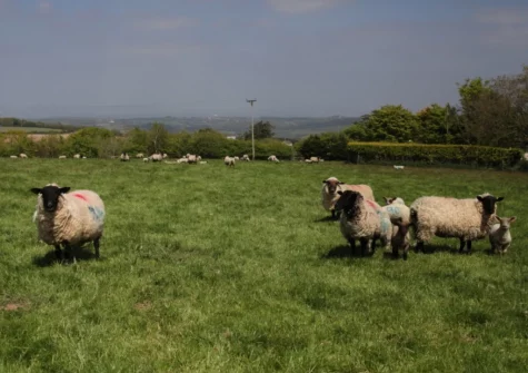 The Piggery is situated on a small working sheep farm in unspoilt rural countryside
