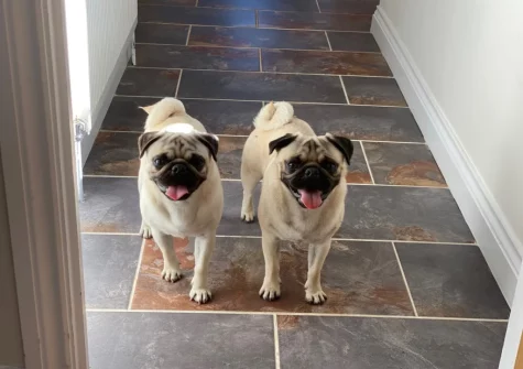 Your furry four-legged family members will enjoy their stay at Totes Cottage, Westward Ho!