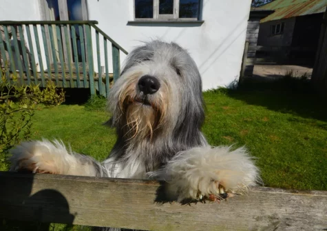 Trefrize is a dog-friendly property with enclosed garden and large paddock for exercising