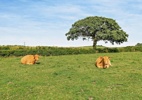 Trewint Round House is on a farm and you're welcome to arrange a farm tour with the owners