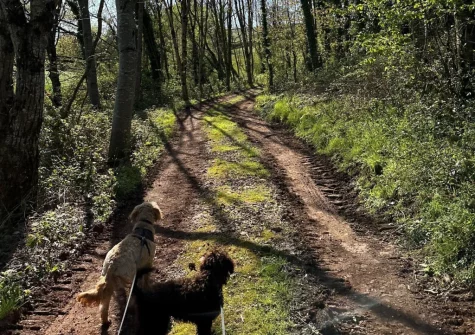 The private woodland walk at West Farleigh Farmhouse, Cadeleigh