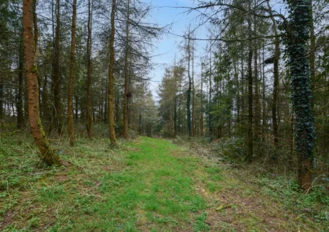 Guests are also welcome to explore the 7 acres of private woodland when staying at West Yard Cottage, Ashreigney