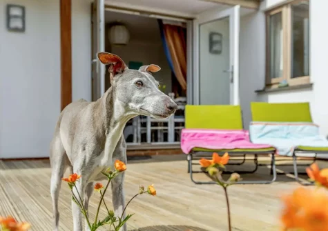 The decked patio with sun loungers at Wildwood, Bude