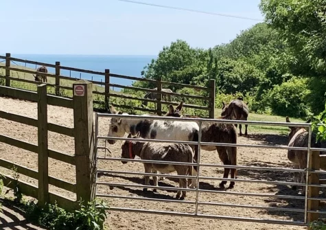 Visitors can stroll through paddocks, learn about donkey care & interact closely with gentle animals