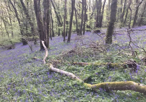 Enjoy seven acres of private woodland & stunning riverside walks to explore